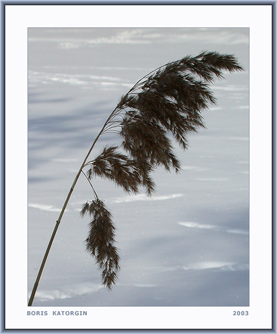 фото "Зимний этюд-5" метки: природа, пейзаж, зима, цветы