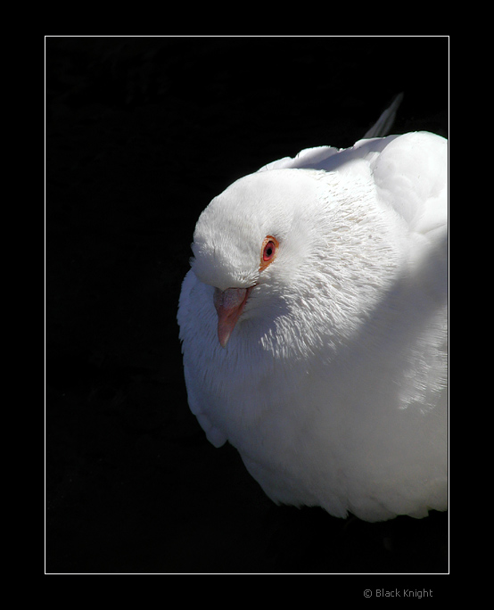 photo "The Shadows of the Peace" tags: nature, pets/farm animals