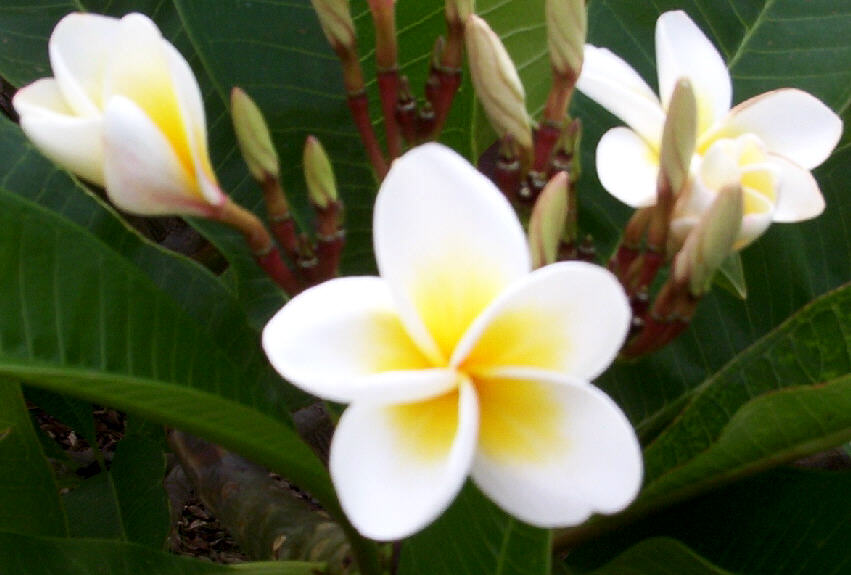 photo "Flower-Budds and Foliage" tags: nature, flowers