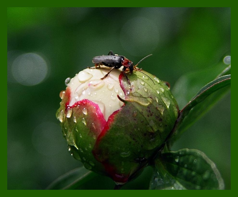 photo "Thirst...." tags: macro and close-up, nature, insect