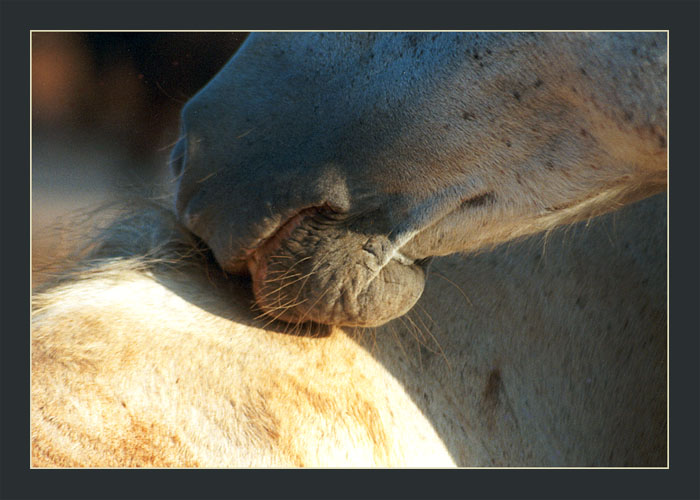 photo "***" tags: nature, pets/farm animals