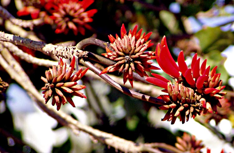 photo "The flowering tree" tags: macro and close-up, nature, flowers