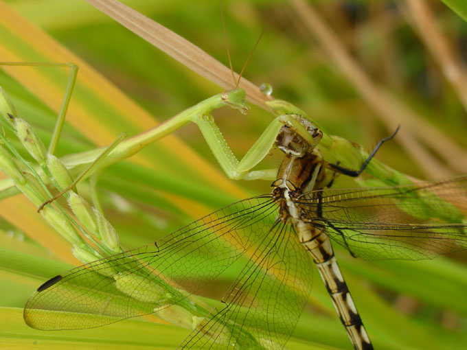 photo "Prey I" tags: nature, insect