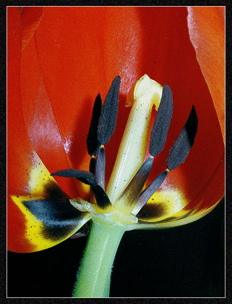 photo "***" tags: macro and close-up, nature, flowers