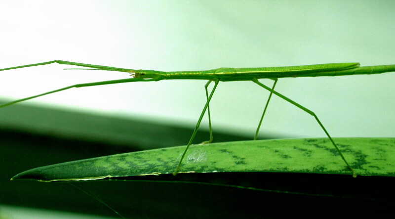 photo "walking stick" tags: misc., 