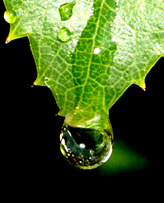 photo "an waterdrop" tags: nature, 