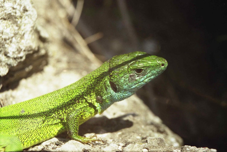 photo "The Moldavian dragon" tags: macro and close-up, nature, wild animals