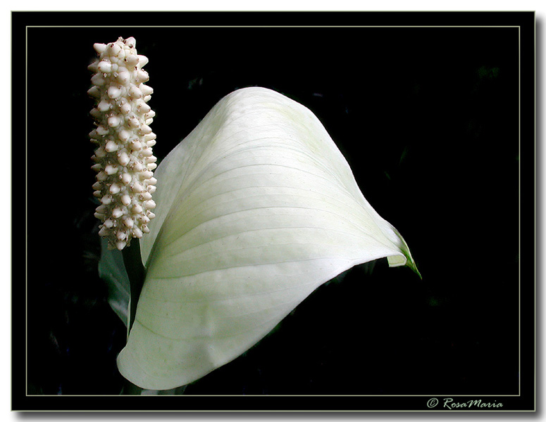 photo "white beauty" tags: macro and close-up, nature, flowers