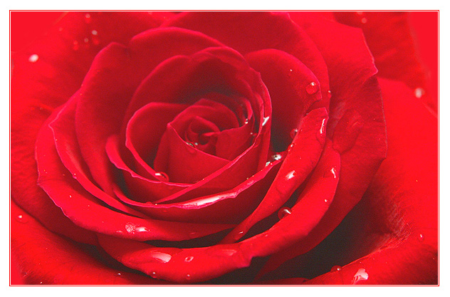 photo "The Rose for Peace" tags: macro and close-up, nature, flowers