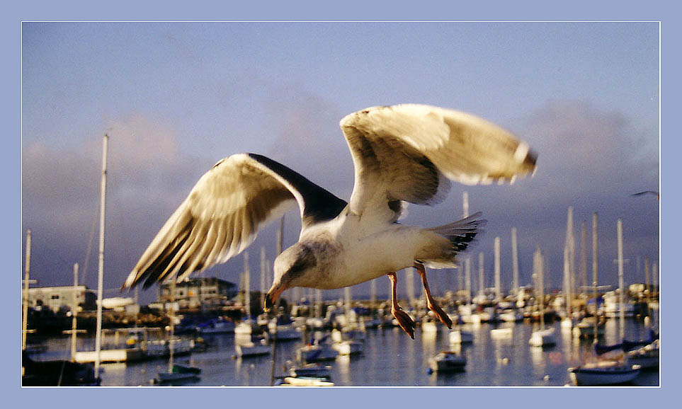 photo "Jonathan Livingston Seagull" tags: nature, wild animals