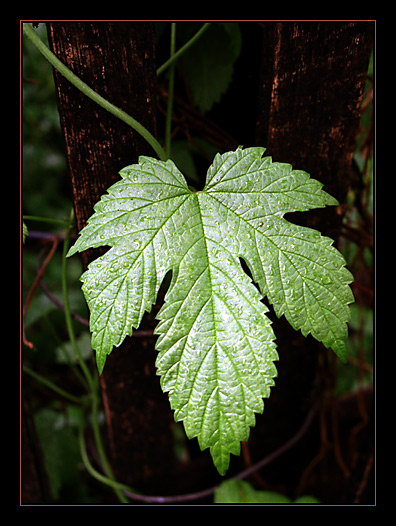 photo "Jast wet leaf on a fence" tags: nature, flowers