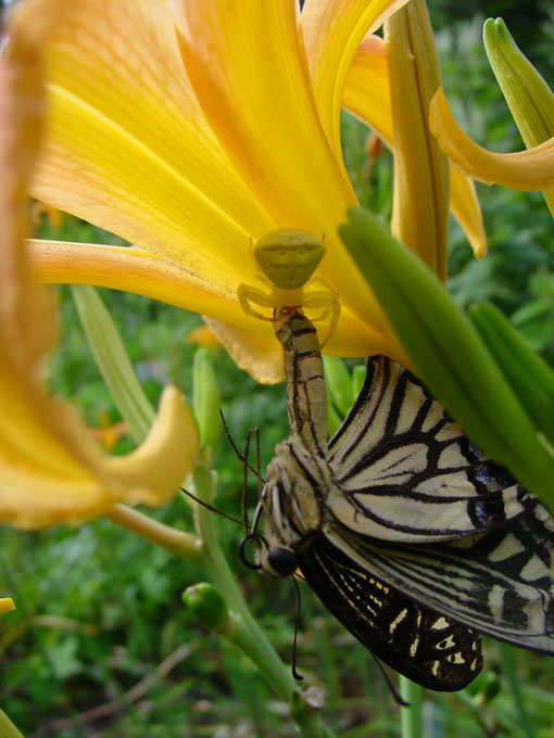 photo "Prey II" tags: nature, insect