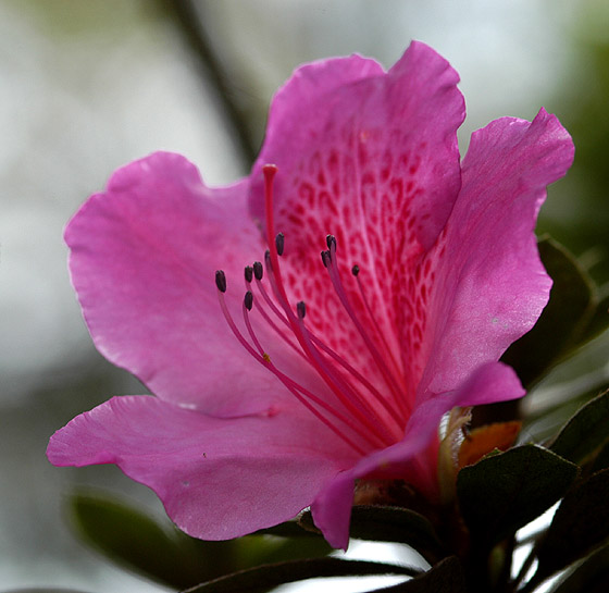 фото "A pink flower" метки: природа, цветы