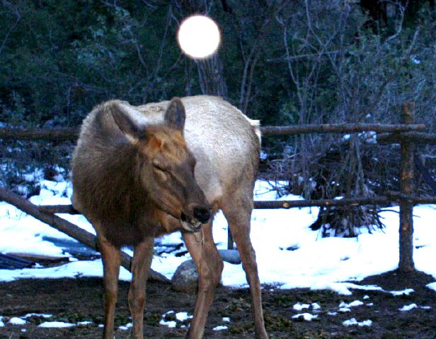 photo "Her Guardian Spirit" tags: nature, wild animals