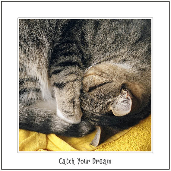 photo "Catch Your Dream" tags: nature, pets/farm animals