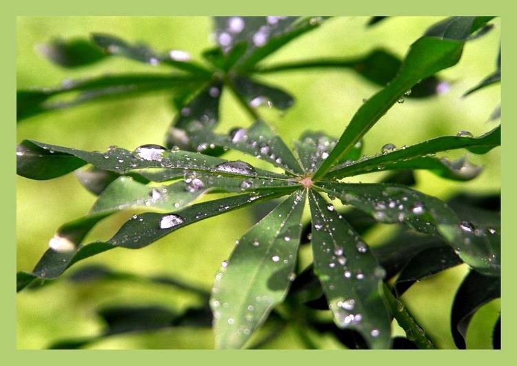 photo "After a rain" tags: macro and close-up, nature, flowers