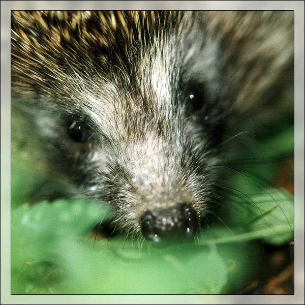 photo "A little hedgehog" tags: macro and close-up, nature, wild animals