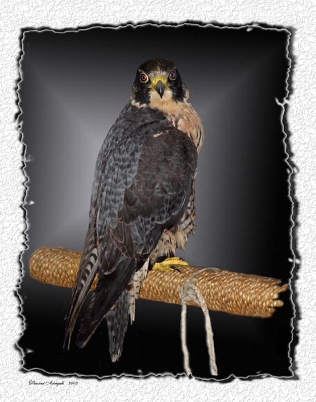 photo "The Hawk" tags: nature, portrait, wild animals