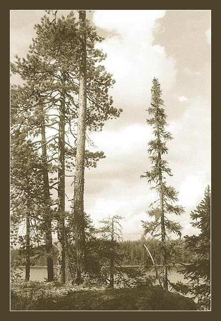 photo "Karelian pines" tags: landscape, black&white, summer