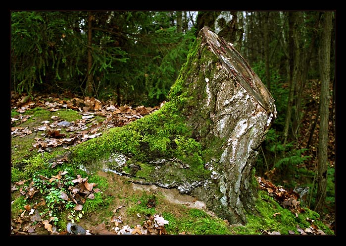 photo "Where gnomes live" tags: nature, flowers