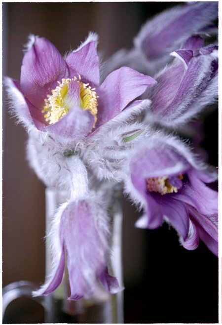 photo "The Five - (violet, yellow, & light grey flowers)" tags: nature, macro and close-up, flowers