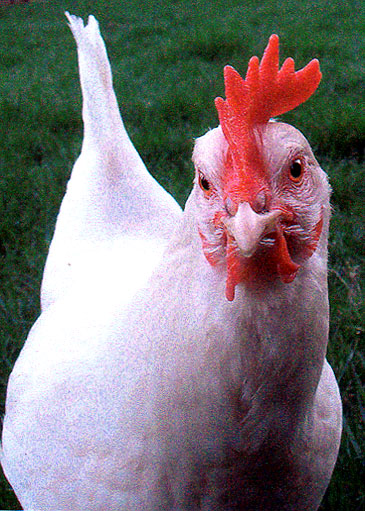 photo "Chicken Attitudes" tags: humor, nature, pets/farm animals