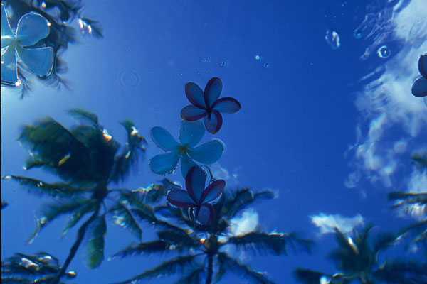 фото "Palms, Plumerias and the Pacific" метки: природа, 