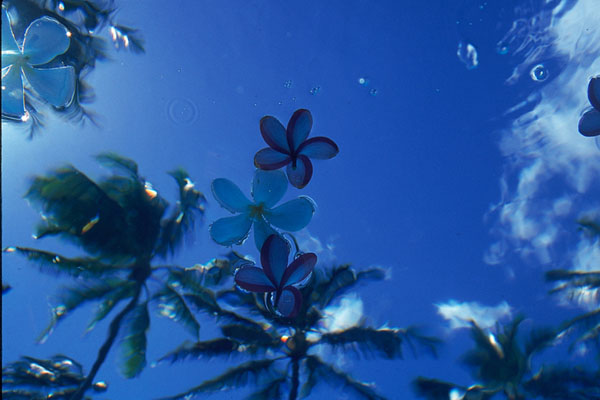 photo "Palms, Plumerias and the Pacific" tags: nature, 