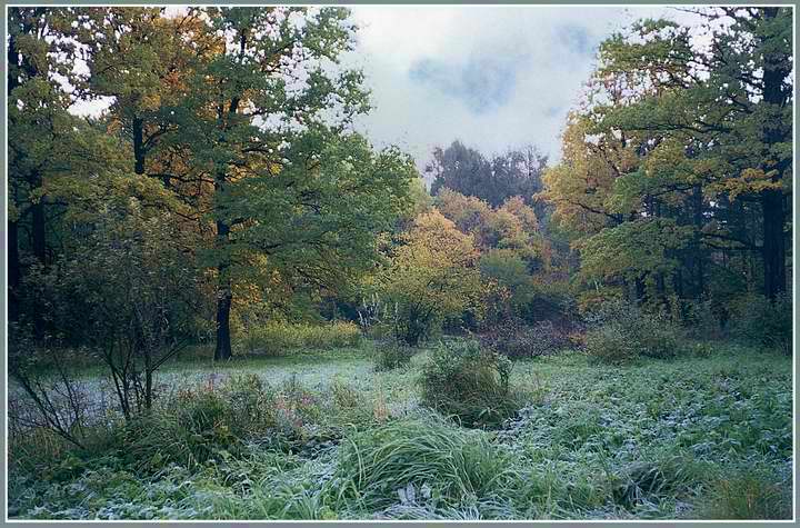 photo "Hoarfrost on a grass" tags: landscape, autumn, forest