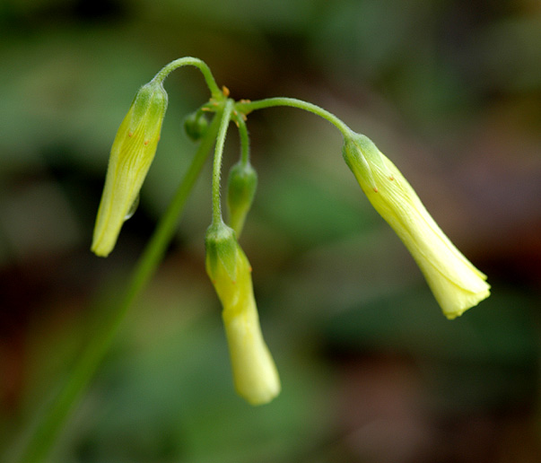 photo "A Flower" tags: nature, flowers