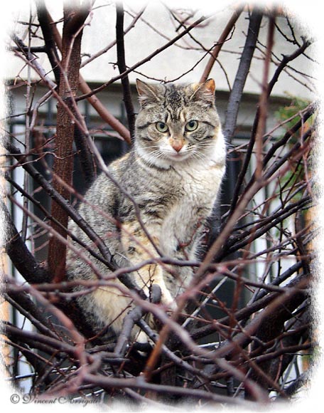 photo "Cat in the Tree" tags: nature, wild animals