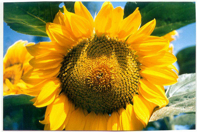 photo "sunflower" tags: nature, macro and close-up, flowers