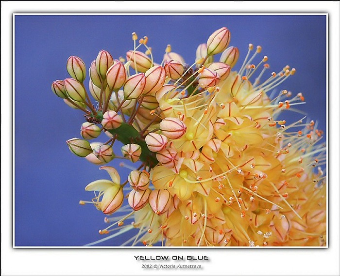 photo "Yellow on blue" tags: macro and close-up, nature, flowers