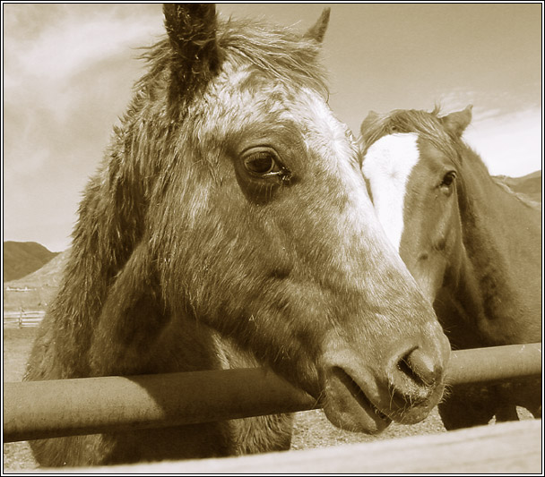 photo "About the sad horse" tags: nature, pets/farm animals