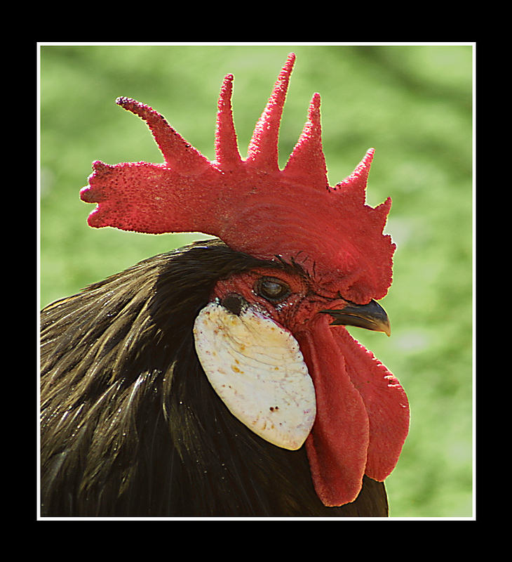 фото "Cock" метки: природа, домашние животные