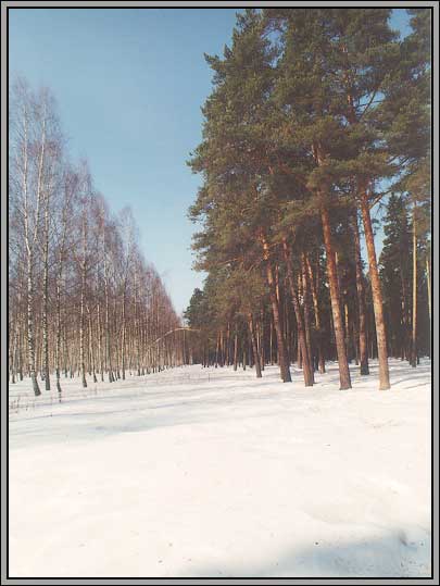 photo "Birch avenue in pine to a pine forest" tags: landscape, forest, winter