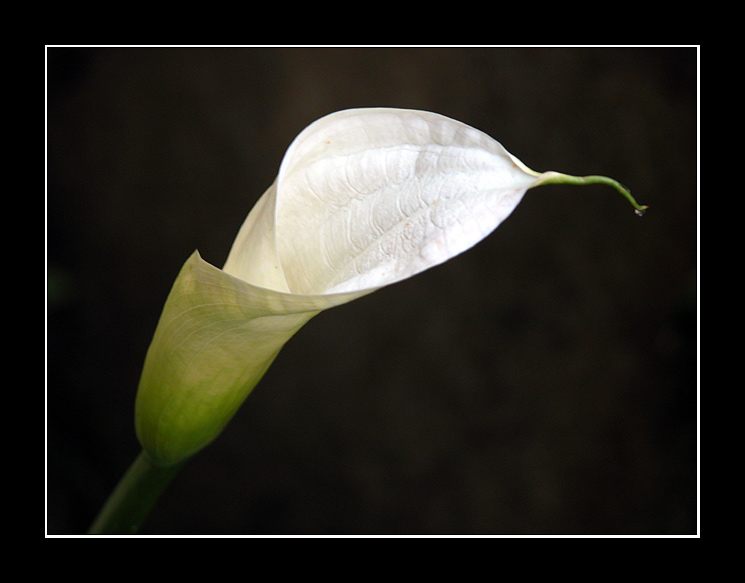 photo "Shining white" tags: nature, flowers