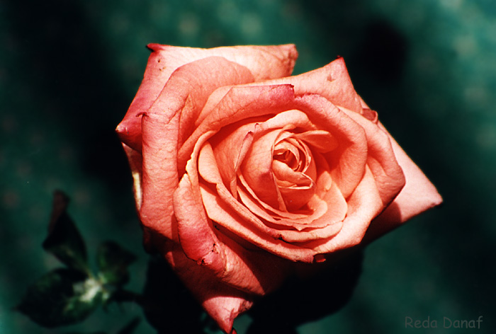 photo "A rose for peace" tags: nature, flowers