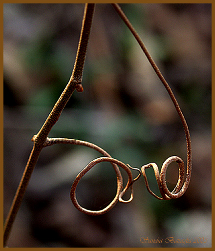 photo "Spectacles" tags: humor, nature, flowers