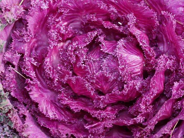 photo "Decorative cabbage" tags: nature, macro and close-up, flowers