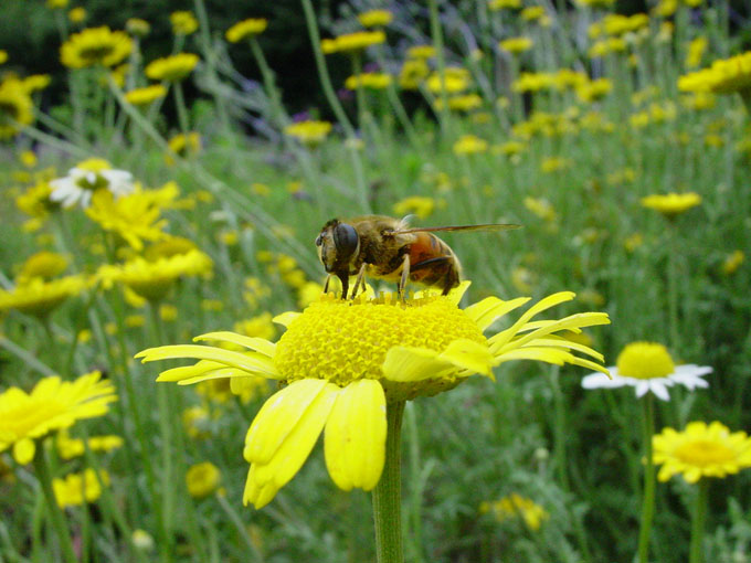 photo "A fly on flower" tags: nature, insect