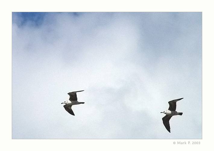 photo "The seagulls" tags: nature, wild animals