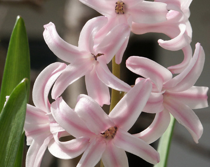 photo "purity" tags: nature, macro and close-up, flowers