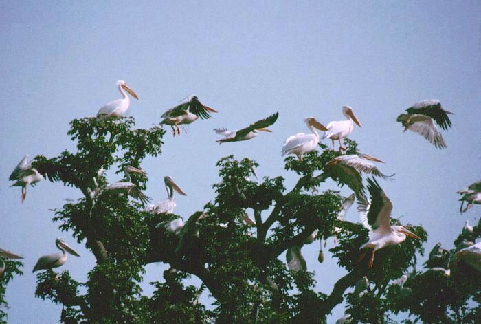 photo "Pelicans on a baobab-tree" tags: nature, travel, Africa, wild animals