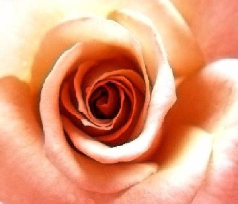 photo "Pretty as a peach" tags: nature, flowers