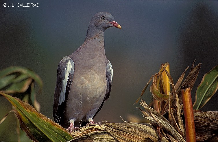 photo "Columba palumbus" tags: nature, wild animals