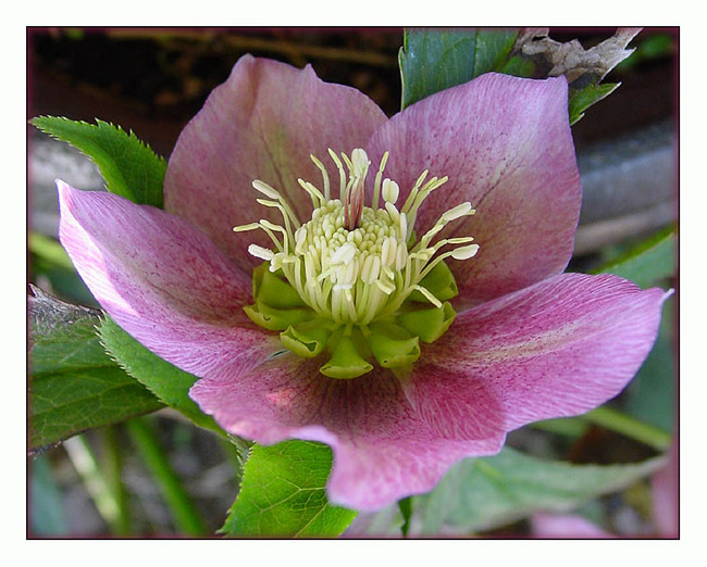 photo "hazy" tags: macro and close-up, nature, flowers