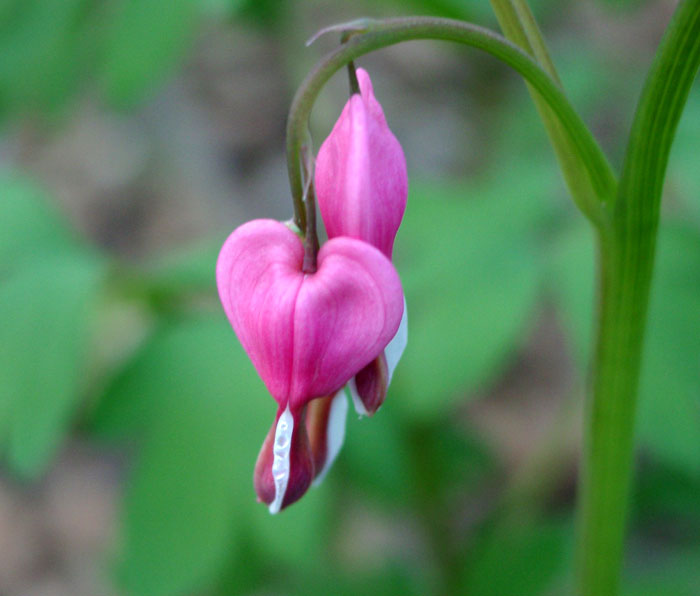 photo "For Our Troops..." tags: nature, macro and close-up, flowers