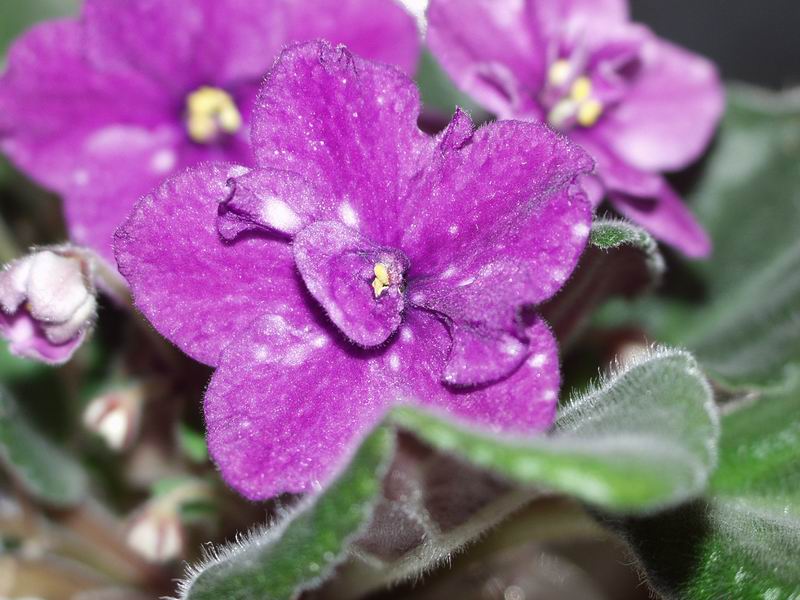 photo "Violet" tags: nature, macro and close-up, flowers