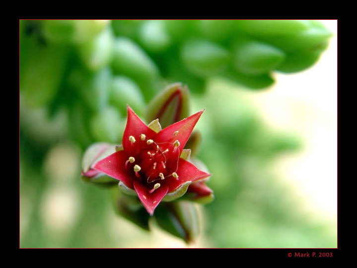 photo "Dangerous Species" tags: macro and close-up, nature, flowers